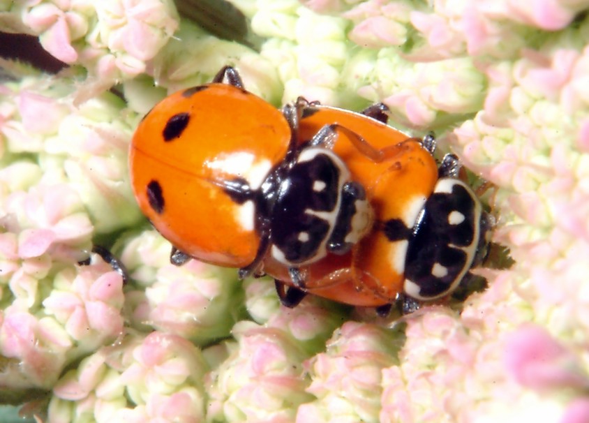 Farfalla della malva e coccinelle al 